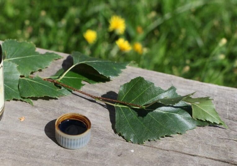 Birch tar from mushrooms